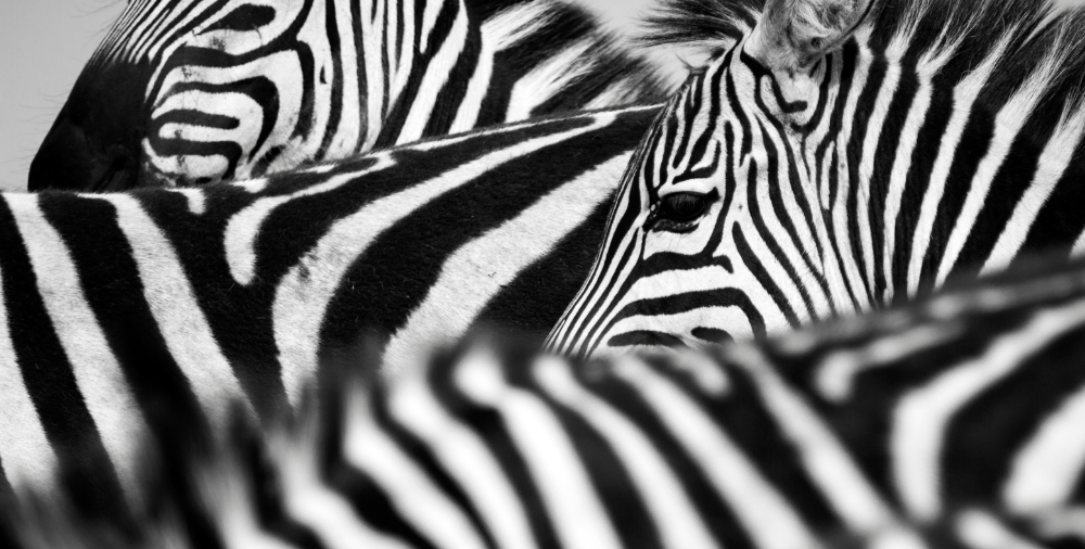 Wat bedrijven kunnen leren van zebra’s
